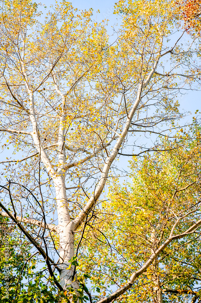 Detail of a Birch against the blue sky at the beginning of autumn