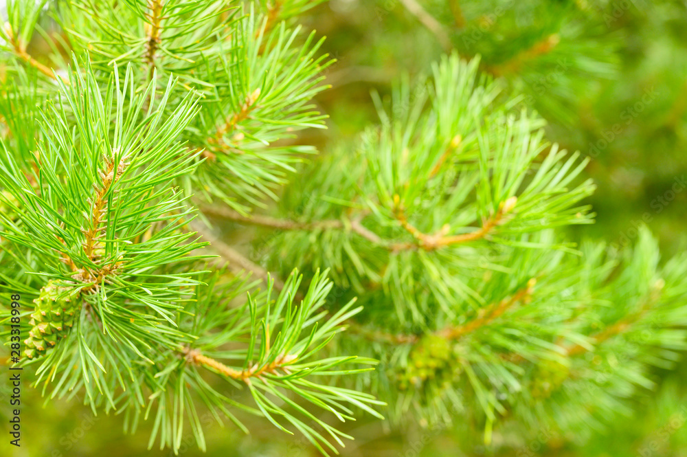 Pine branch in the forest Pine branch in the forest
