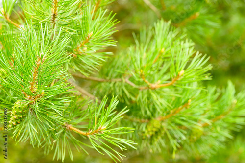 Pine branch in the forest