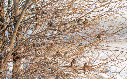 Home sparrows  passer domesticus on the branches of a willow shrub during the cold winter