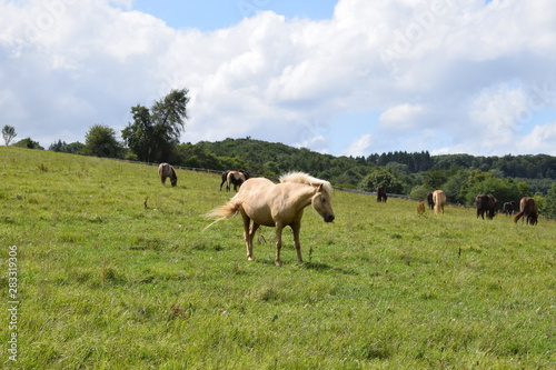 helles Pony photo