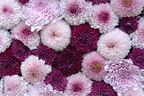 Canvas Beautiful flower background of pink and purple chrysanthemums