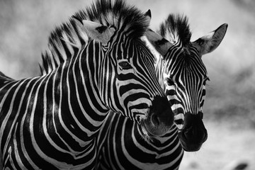 Fototapete Zebra Zebra Nahaufnahme mit markanten Streifen  © Tim