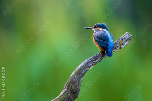 Kingfisher sitting Alcedo atthis sitting on a branch in front of green background photo