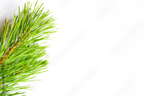 Pine branch on white background, noise