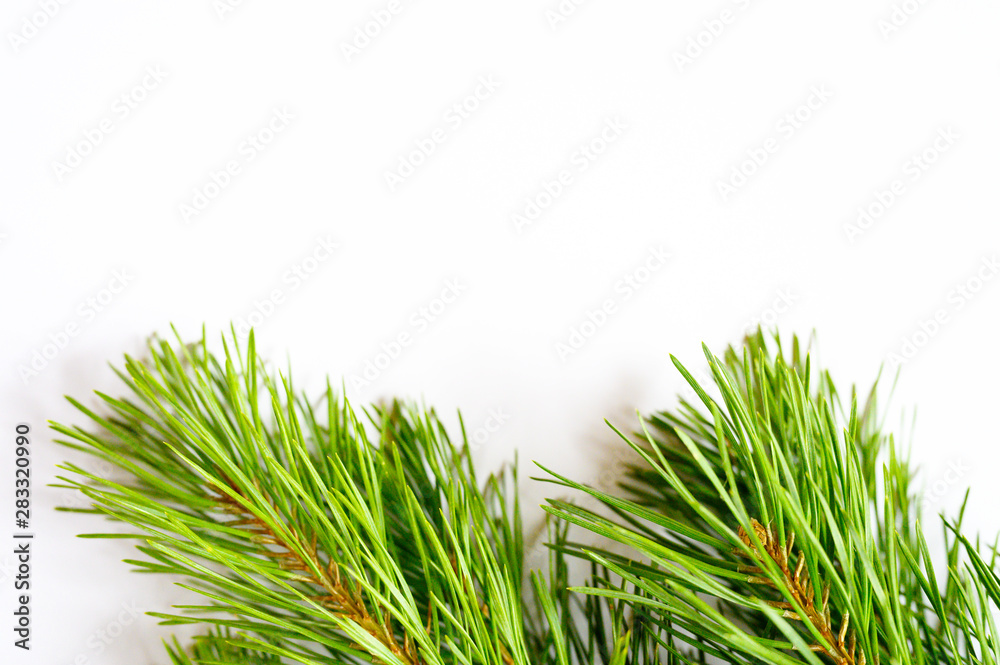 Pine branch on white background, noise