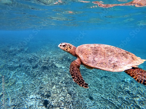 Snorkelling with a turtle