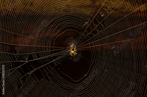 Glowing spider net with a house spider in the center close-up on a dark background