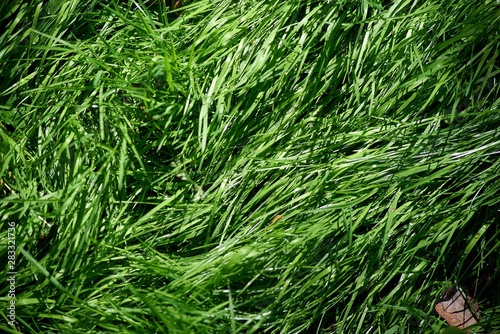 closeup of dill on green background