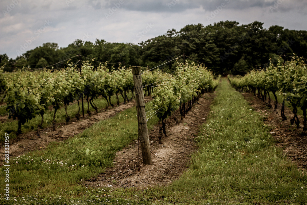A vineyard in Niagara-on-the-lake in summer
