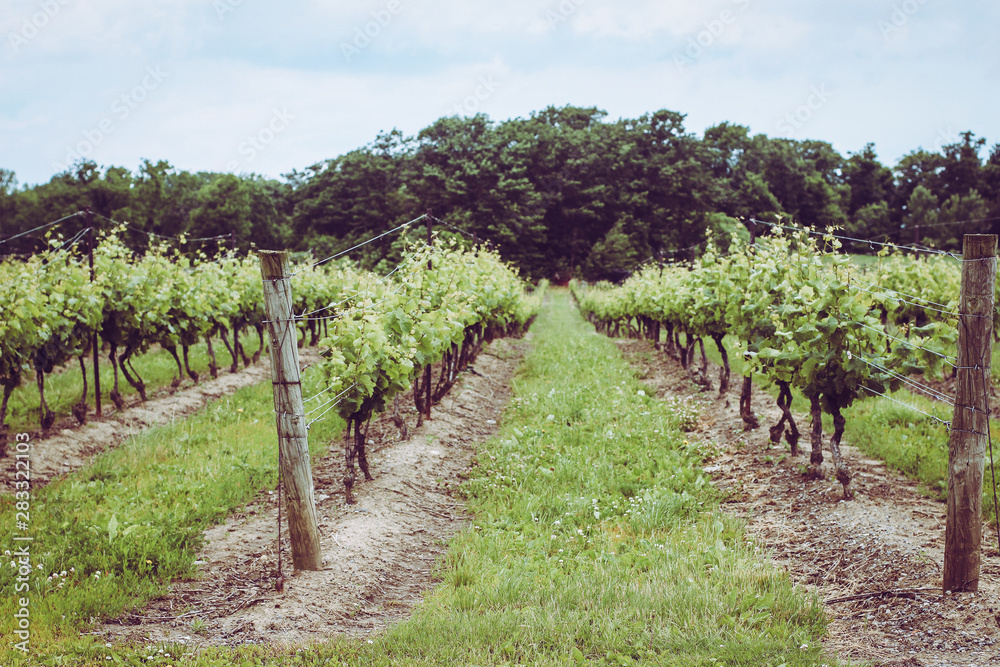 A vineyard in Niagara-on-the-lake in summer