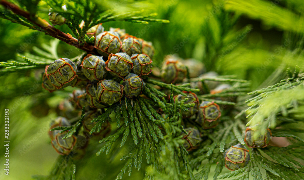 Young beautiful thuja seeds on a green branch. background Young beautiful thuja seeds on a green branch. background