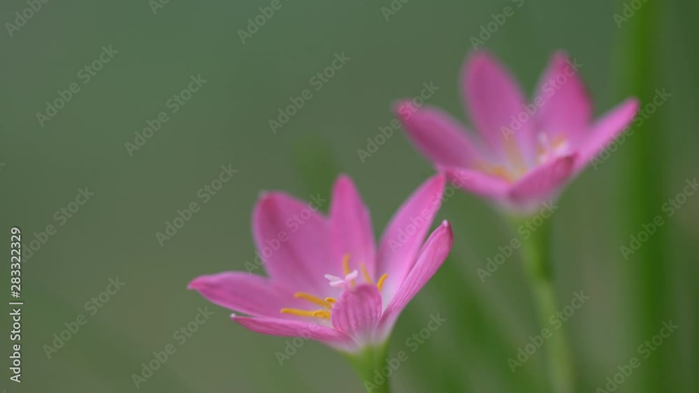 close up of beautiful pink rain lily flower close up of beautiful pink rain lily flower