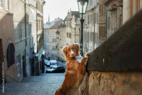 dog in the old city, travel. Nova Scotia Duck Tolling Retriever looking out city