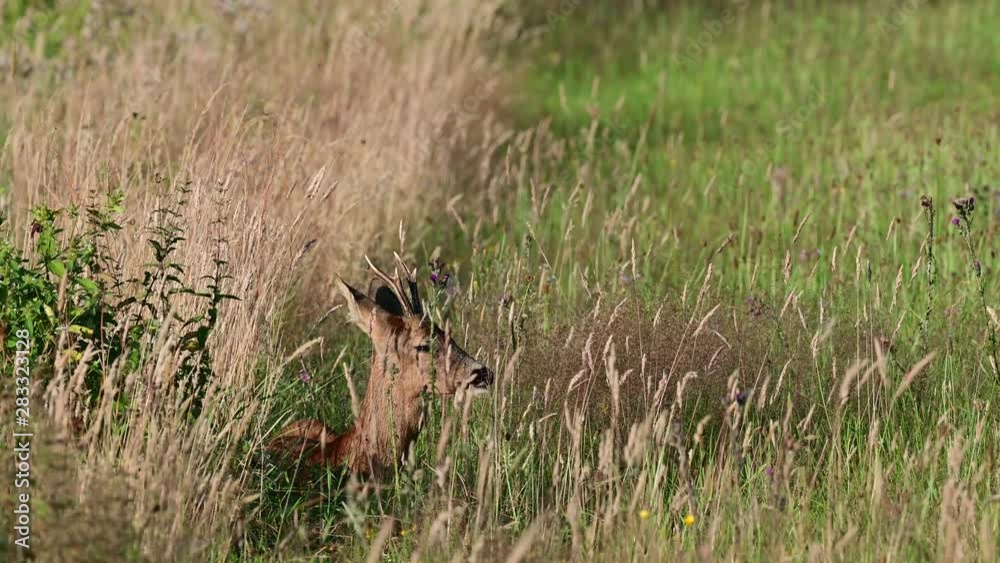 Roe buck lie on the meadow and look for females, summer, (capreolus capreolus), germany Roe buck lie on the meadow and look for females, summer, (capreolus capreolus), germany