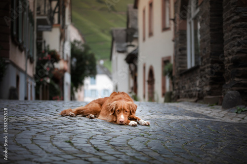 dog in the old city, travel. Nova Scotia Duck Tolling Retriever looking out city