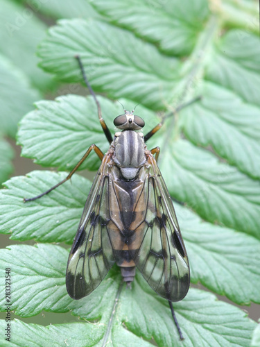Rhagio scolopaceus, known as the Downlooker Snipefly photo