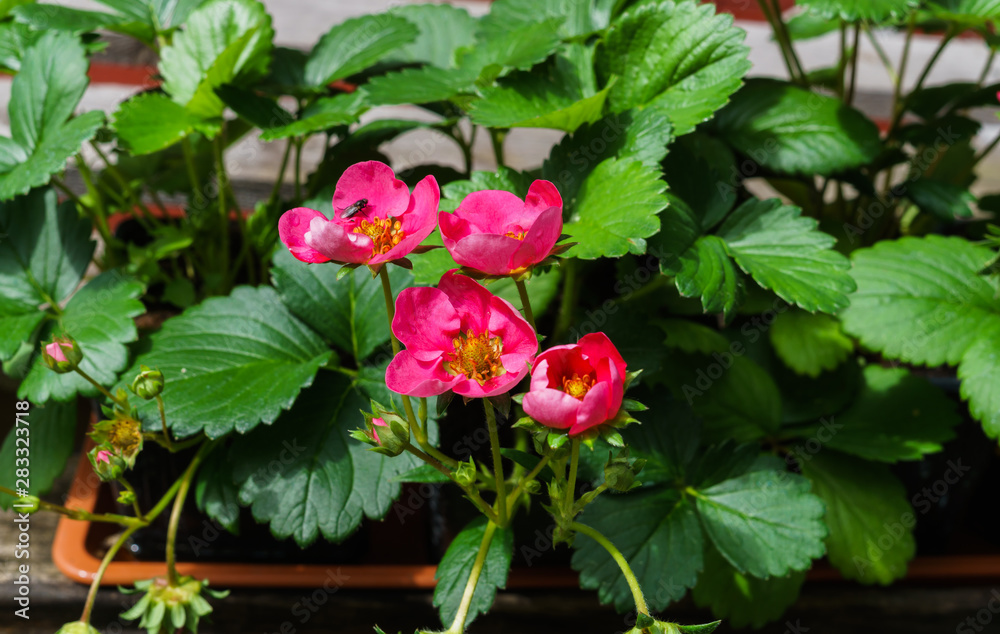 A bush of strawberries blooming with pink flowers. A bush of strawberries blooming with pink flowers.