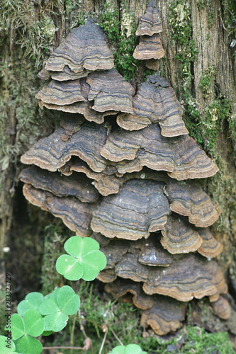 Hymenochaete rubiginosa, the Oak Curtain Crust fungus