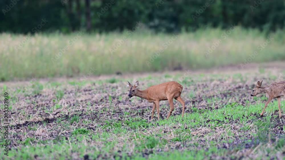 Roe deer female standing with fawn on the field and search feed, summer , (capreolus capreolus), germany Roe deer female standing with fawn on the field and search feed, summer , (capreolus capreolus), germany