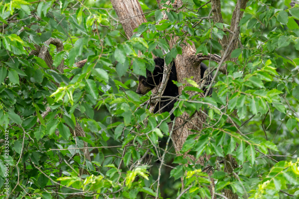 Black Bear In A Refuge