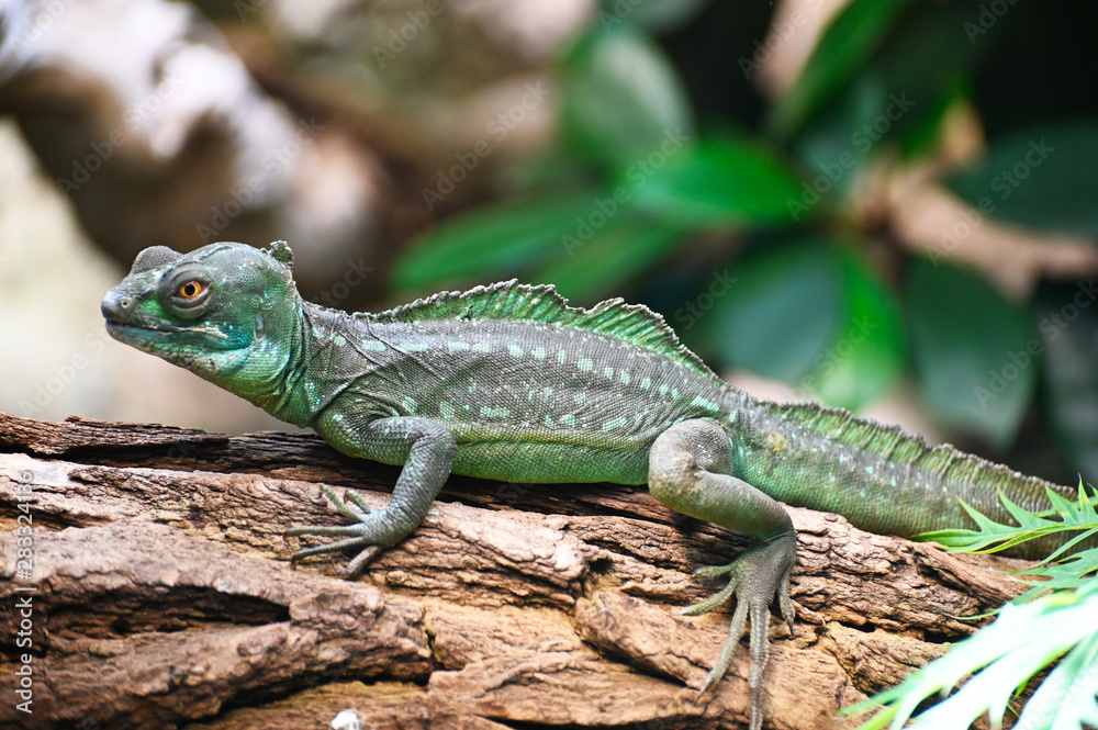a green basilisk moves on a tree a green basilisk moves on a tree