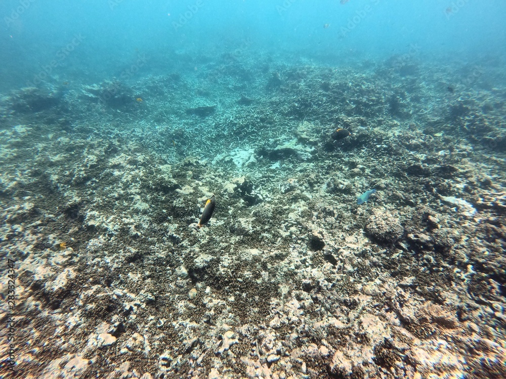 Fototapeta premium Beautiful snorkelling shots at the Seychelles