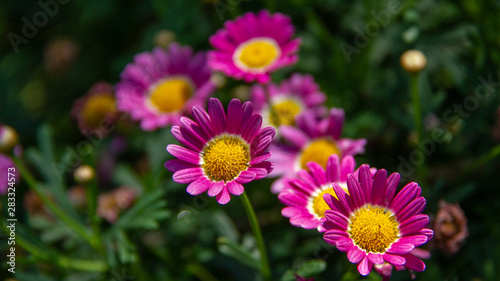 pink and yellow flower