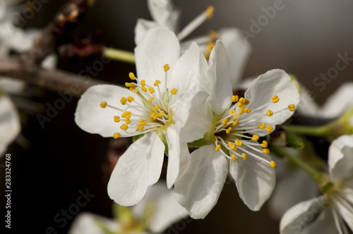 Prunus domestica the beautiful white flowers of the plum tree