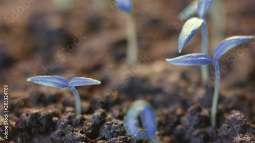 Blue plants growing. Futuristic surreal background. Germination. Unearthy modern wonderful world. Planet earth photo