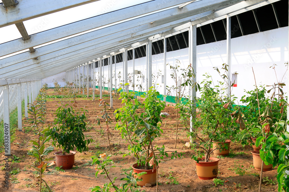 Solar greenhouses