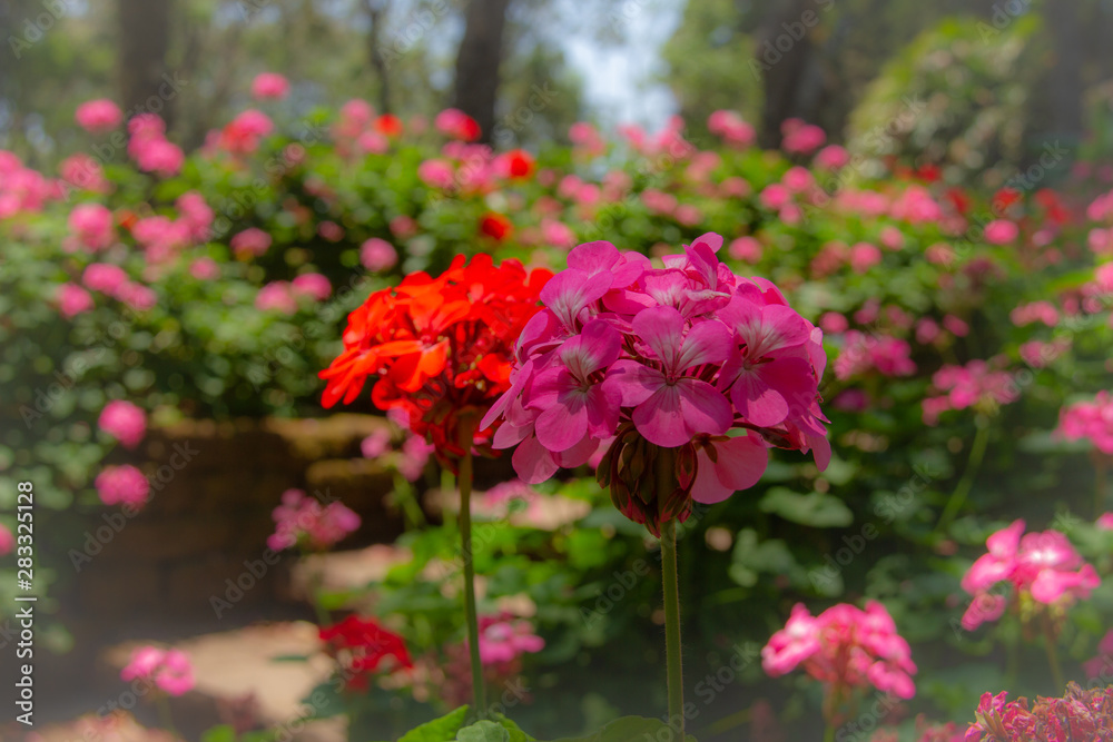 pink flowers in the garden pink flowers in the garden