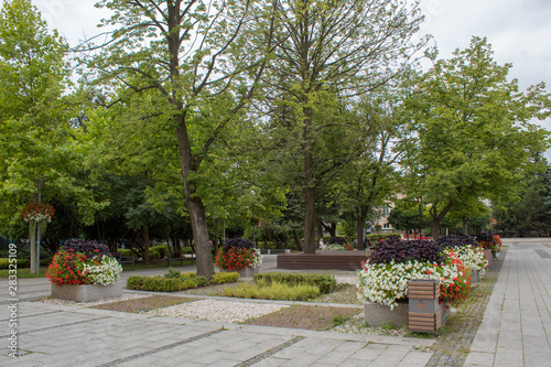 Fototapeta Naklejka Na Ścianę i Meble -  City landscape - decoration with beautiful flowering clubs with  petunias in square of Europe and beautiful shady tile avenues on a summer day.