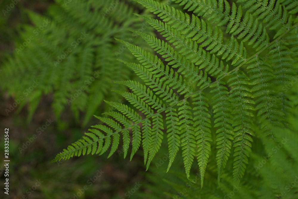 branch of a fern in a summer forest