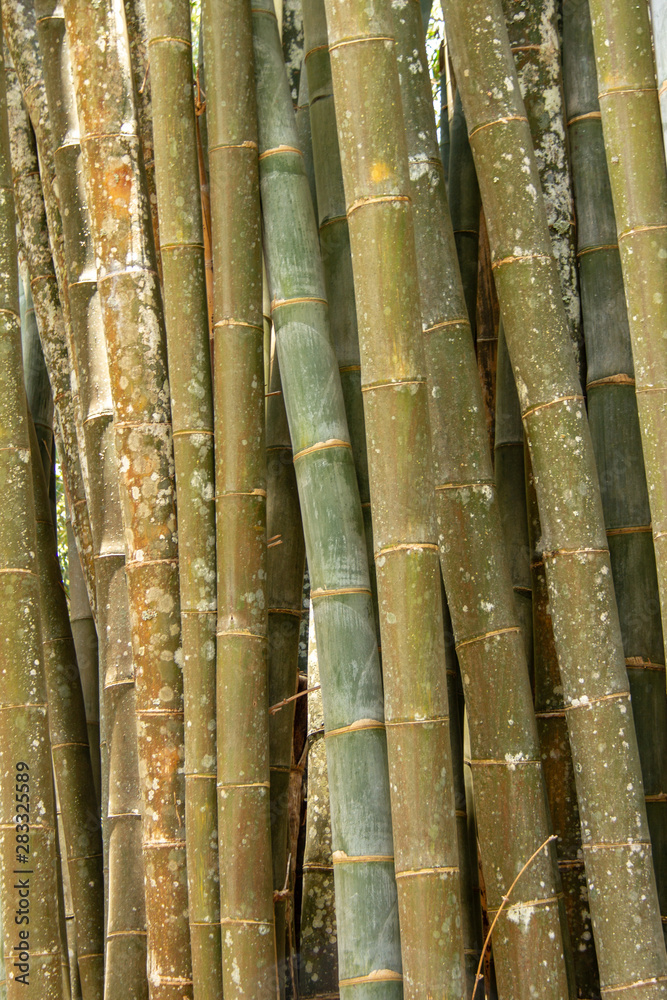 bamboo forest in Asia bamboo forest in Asia