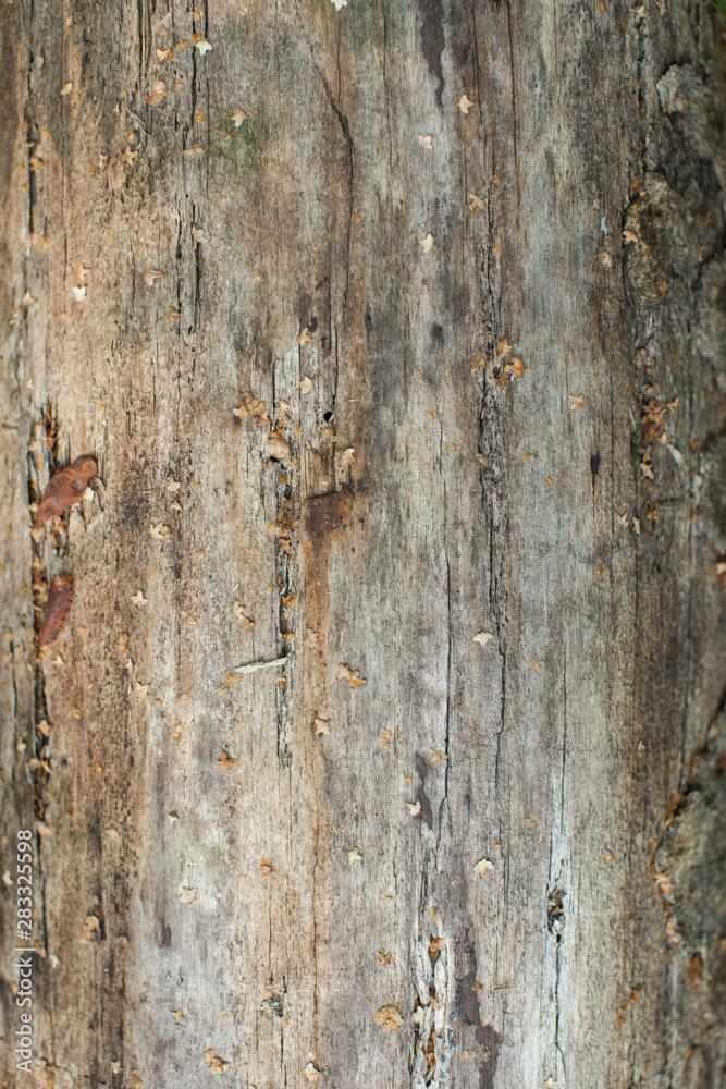 texture of old rotten wood texture of old rotten wood