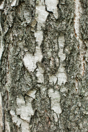 Fototapeta Naklejka Na Ścianę i Meble -  texture of cracked birch bark