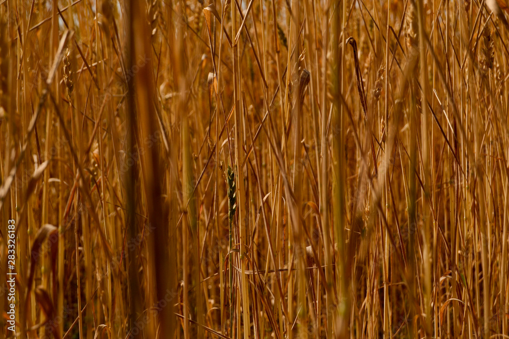 Fototapeta premium grass in the wind