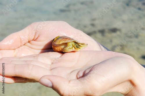 Sea snail crawling out of the shell, in the hands of a girl