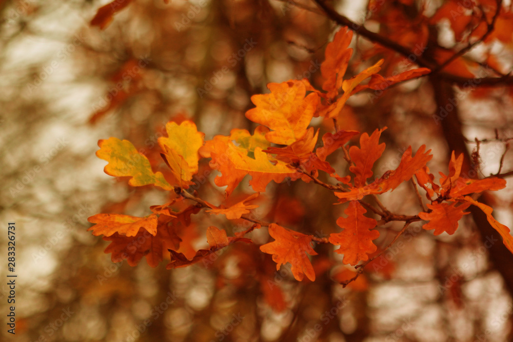 beautiful orange autumn leaves on a tree in the park beautiful orange autumn leaves on a tree in the park