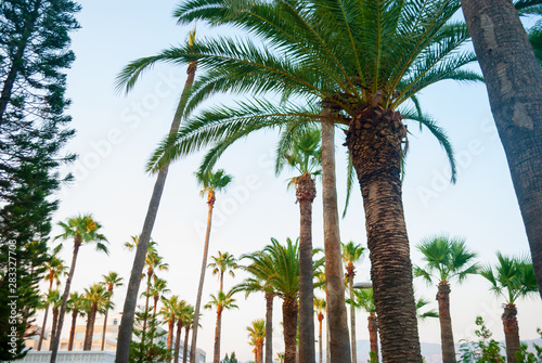 Palm trees on the blue sky background