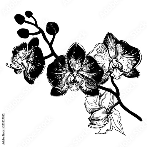 Hand drawn sketch with branch of flowers Orchid. Black and white manual graphic isolated on white background. Element for design printing, wrapapping paper, greeting card, invitation card for wedding.