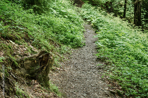 Summer green forest