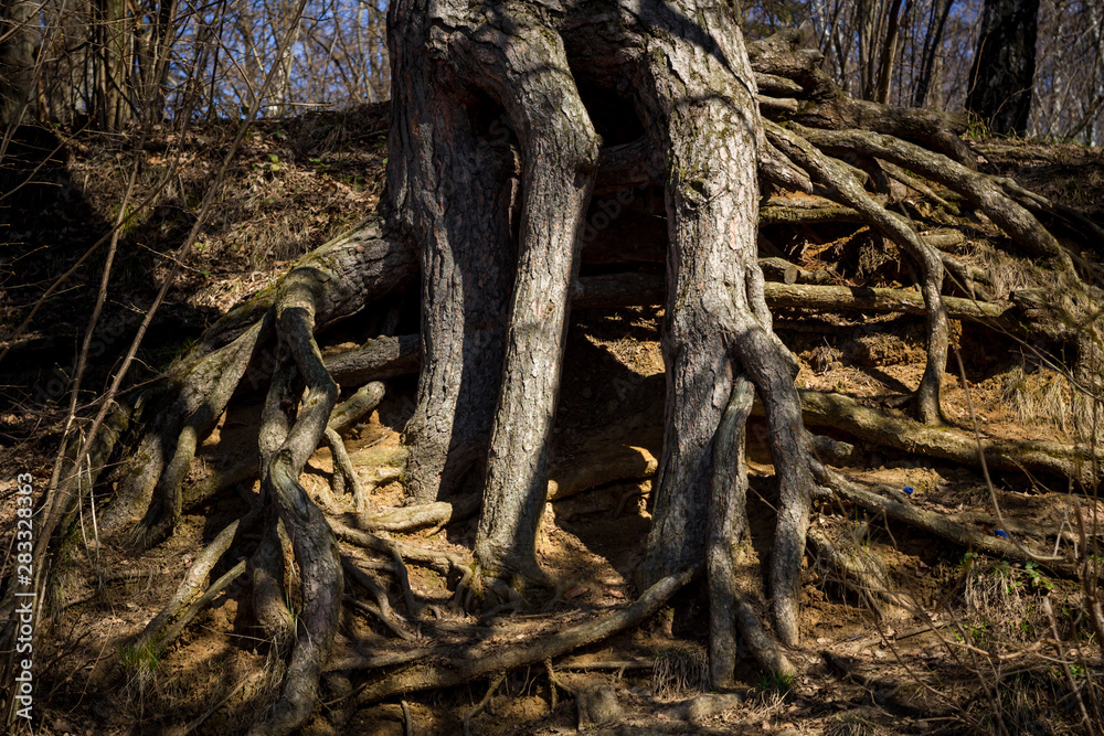 Obraz premium Powerful pine roots growing on the surface
