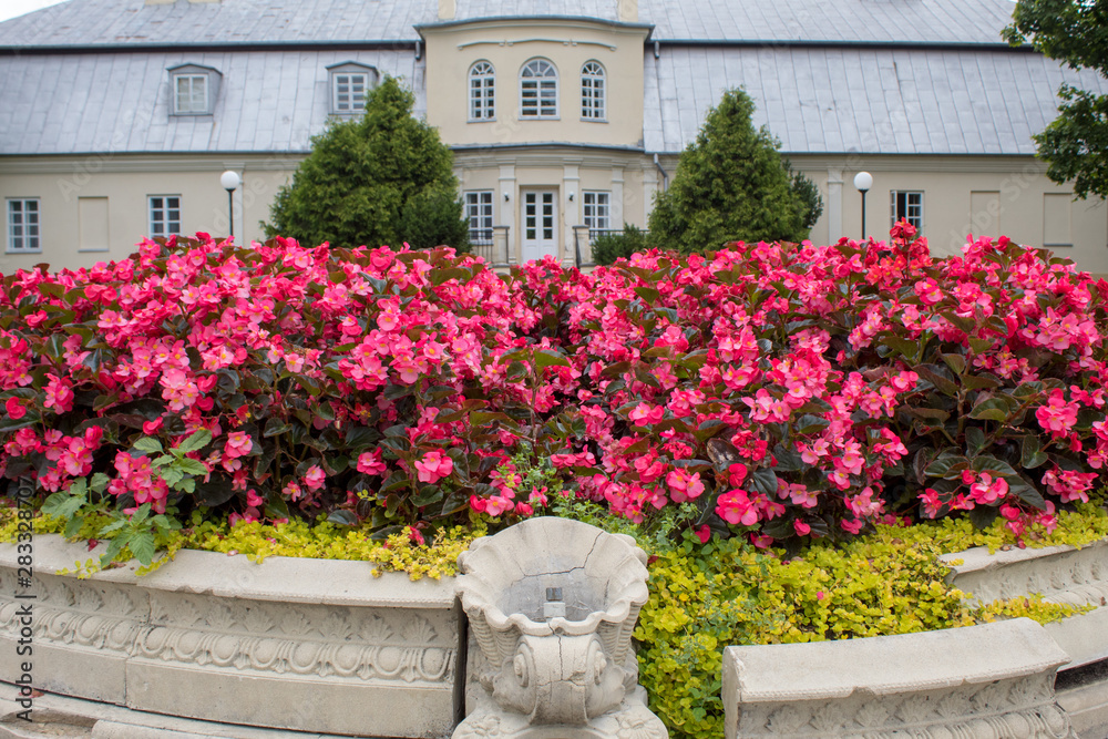 Bright pink begonia flowers against the backdrop of a beautiful lawn and a beautiful castle building on a summer day.