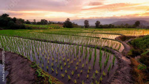 Rice fields, rainy trees, green rice trees in the sunset