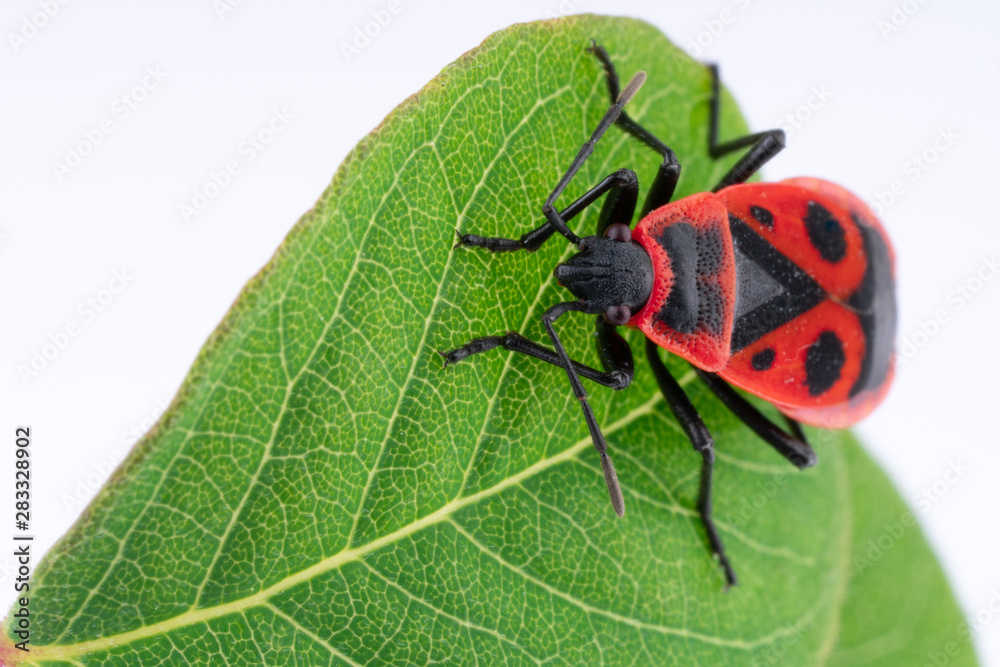 Fototapeta premium Pyrochroidae fire beetle on a leaf of a tree. close up, macro