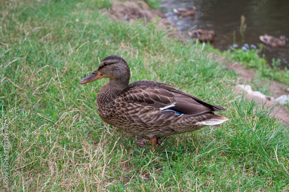 Wild ducks bask in the sun near the lake in summer day. Wild ducks bask in the sun near the lake in summer day.