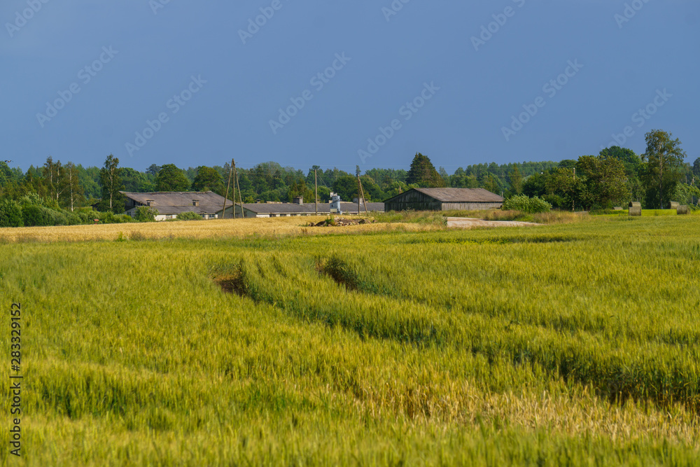 Endless cereal fields. Rural landscape in the summer.