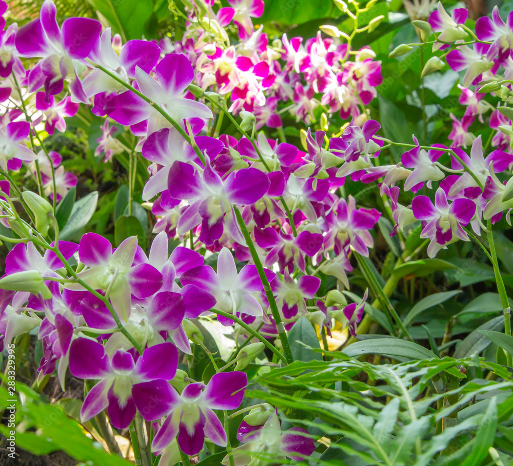 Naklejka premium variegated orchid bushes in the garden. variegated white and pink dense thickets of lush fresh orchids in the summer garden. rare orchid in the tropics